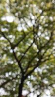 defocused blurred of a tree that has lots of twigs and leaves photo