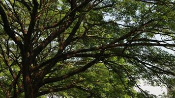 a tree that has lots of twigs and green leaves in the morning photo