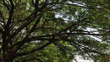 un árbol ese tiene un montón de leña menuda y verde hojas en el Mañana foto