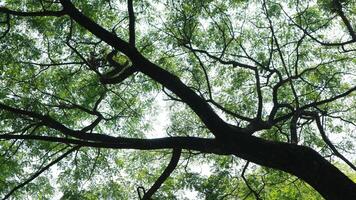a tree that has lots of twigs and green leaves in the morning photo
