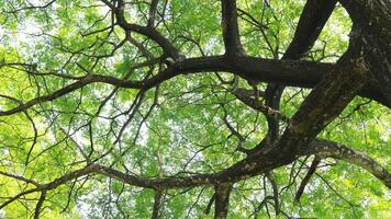 a tree that has lots of twigs and green leaves in the morning photo