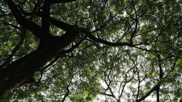 a tree that has lots of twigs and green leaves in the morning photo