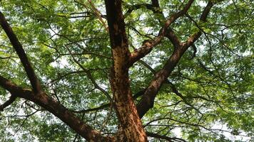 a tree that has lots of twigs and green leaves in the morning photo