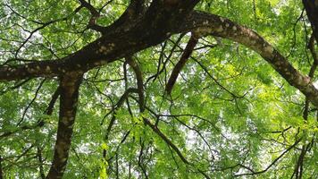 a tree that has lots of twigs and green leaves in the morning photo