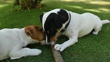 dois cachorros jack russell terrier roer uma bastão deitado em a Relva dentro a jardim. engraçado cachorrinhos com uma grudar. video