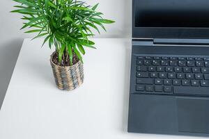 An opened laptop and mini plant of chamaedorea photo