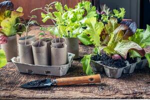 Reused toilet roll inner tubes photo