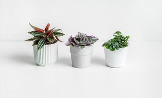 Mini plants on white background photo