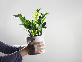 Hands holding zamioculcas in a pot photo