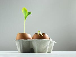 Zucchini sprouts in egg shells photo