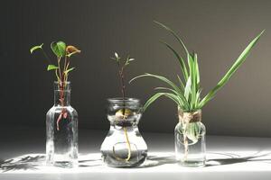 Anthurium, chlorophytum and avocado sprouts photo