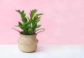 Zamioculcas on pink background photo