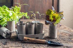 Seedlings in toilet roll inner tubes photo