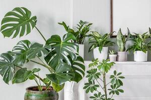 Indoor plants variete in the room with light green walls photo