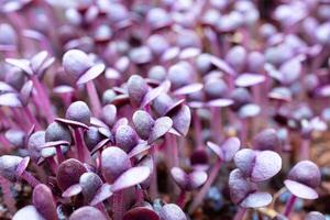 Young sprouts of purple basil photo