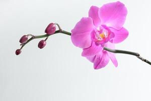 Pink orchid branch close up photo