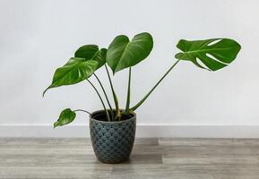 Monstera deliciosa on the floor photo