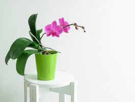 Pink Orchidaceae Phalaenopsis,in a green pot photo