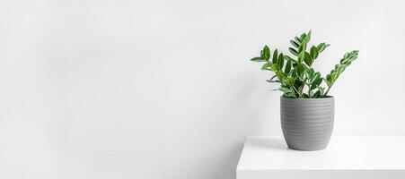 Zamioculcas, or zamiifolia zz plant in a gray ceramic pot photo