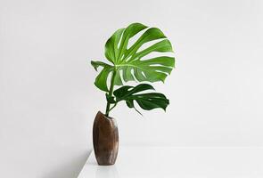 Leaves of Monstera deliciosa in a brown vase photo