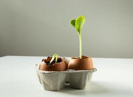 Seed germination of zucchini in eggshells photo