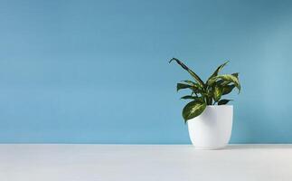 Dieffenbachia in a white pot photo