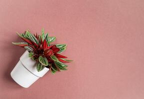 Peperomia rosso in a gray flowerpot photo