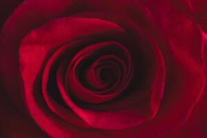 Dark red rose close-up photo