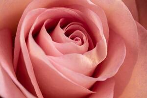 Pink rose close-up photo