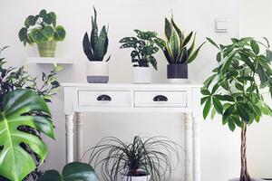 A variete of house plants photo