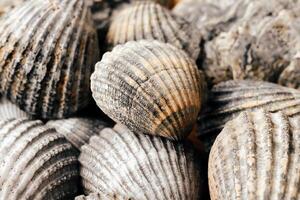 gris y marrón conchas marinas de cerca foto