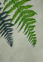 Fern leaf and its shadow photo