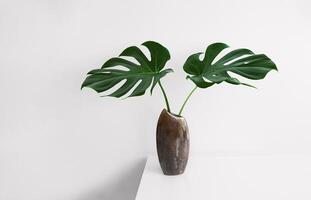 Swiss Cheese Plant leaves in a brown vase photo