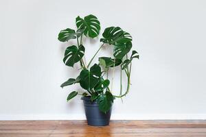 A plant of Monstera in a gray pot photo