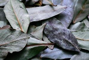 un pila de hojas con marrón y verde hojas foto