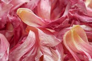 un cerca arriba de un manojo de rosado flores foto