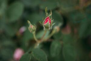 a single rose bud is growing on a plant photo