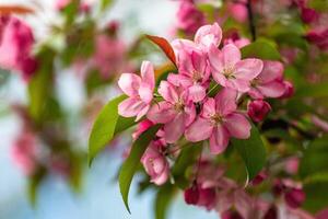 Beautiful pink apple tree flowers in the garden photo