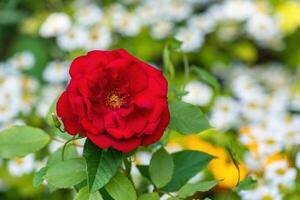 hermosa rojo Rosa en el parque foto