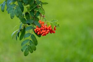 Close up of red rowan berries of a rowan tree in summer photo