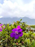 Purple Melastoma Pleroma semidecandrum or princess flower, glory bush or lasiandra are blooming in summer photo