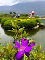 Purple Melastoma Pleroma semidecandrum or princess flower, glory bush or lasiandra are blooming in summer photo