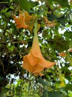 amarillo trompeta flor o brugmansia o bunga trompetas en el jardín. foto