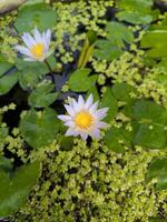 pigmeo lirio de agua crece y flores en un pescado estanque foto