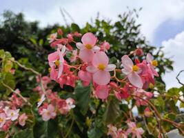 Flamboyant or Begonia flowers are blooming in the garden photo