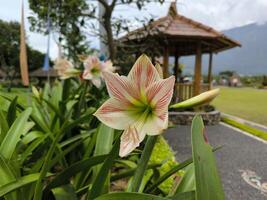 persa amarilis o hippeastrum correiense flor o interior lirio o azucena rosa-blanco de cerca imagen foto