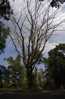 grande árbol con caduco hojas foto