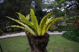 Bird's-nest fern Asplenium nidus, epiphytic species of fern in the family Aspleniaceae photo