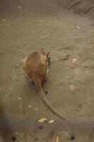 The the little walabi or mini kangaroo with long tail in the zoo photo