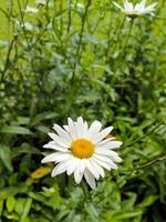 Bellis perennis o moretón, común gowan, ganso flor, hierba margarita, césped margarita, margarita, mayo gowan, mediodía flor, cierto margarita, herida foto